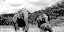 Featured Image for PostgreSQL 官网中文版：pg.center